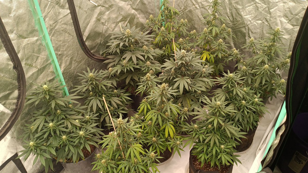 OGxPhatty's tweet photo. Update: White widow, and Deep Fried fried Mac from seed in propagation. Two 4-way Mom's @Genetics101va and a mix in flower. Gonna do a big run of 4-way next. https://t.co/hvRI6ZD2zx