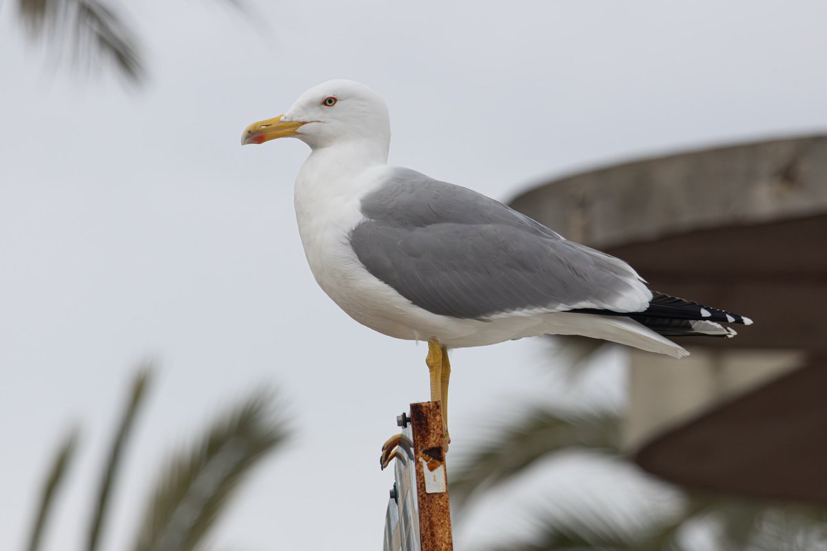 A few really nice yellow legged gulls from around Grau-du-Roi a couple weeks ago. Unfortunately didn’t see the rosy starling that had been in the area for a bit but was quite busy. 

#BirdsSeenIn2025 <a href="/BirdGuides/">BirdGuides</a>