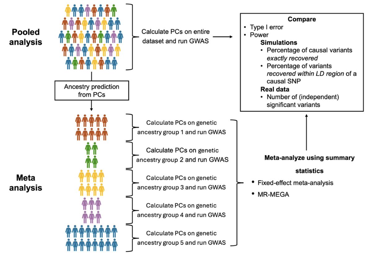 Julie Alexia (@alexiadiasf) on Twitter photo Excited to share our new manuscript on evaluating multi-ancestry GWAS methods using large-scale simulations & real data from UK Biobank (N≈324K) & All of Us (N≈207K)! My first thesis paper under the guidance of <a href="/GENES_PK/">Pete Kraft</a> & <a href="/AndrewHaoyu/">Haoyu Zhang</a>. Available at: medrxiv.org/content/10.110… Excited to share our new manuscript on evaluating multi-ancestry GWAS methods using large-scale simulations & real data from UK Biobank (N≈324K) & All of Us (N≈207K)! My first thesis paper under the guidance of <a href="/GENES_PK/">Pete Kraft</a> & <a href="/AndrewHaoyu/">Haoyu Zhang</a>. Available at: medrxiv.org/content/10.110…