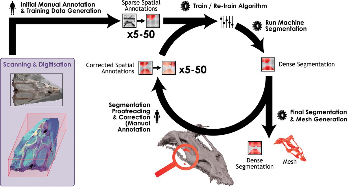 Researchers present ml4paleo, a free, browser-based AI tool for automating fossil segmentation from synchrotron scans, cutting time and costs while making paleontology more accessible.

🔗 doi.org/10.3897/fr.28.…