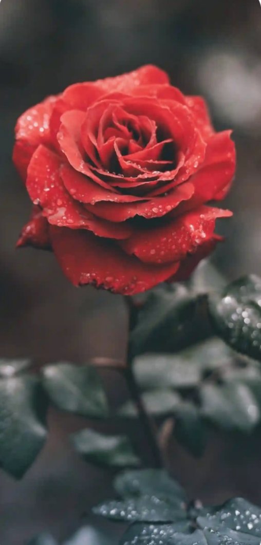 Asalaam alaikum warahmatullah wabaukatuh, good evening to everyone there