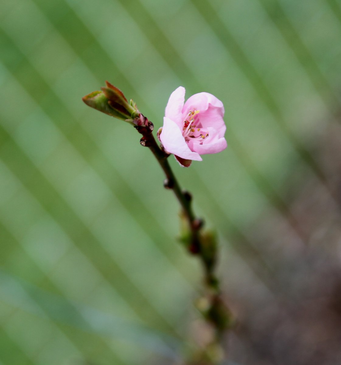 <a href="/DirtyGardenH0E/">Dirty Garden Hoe 🌱</a> AND there will be peaches (well one at least LMAO)