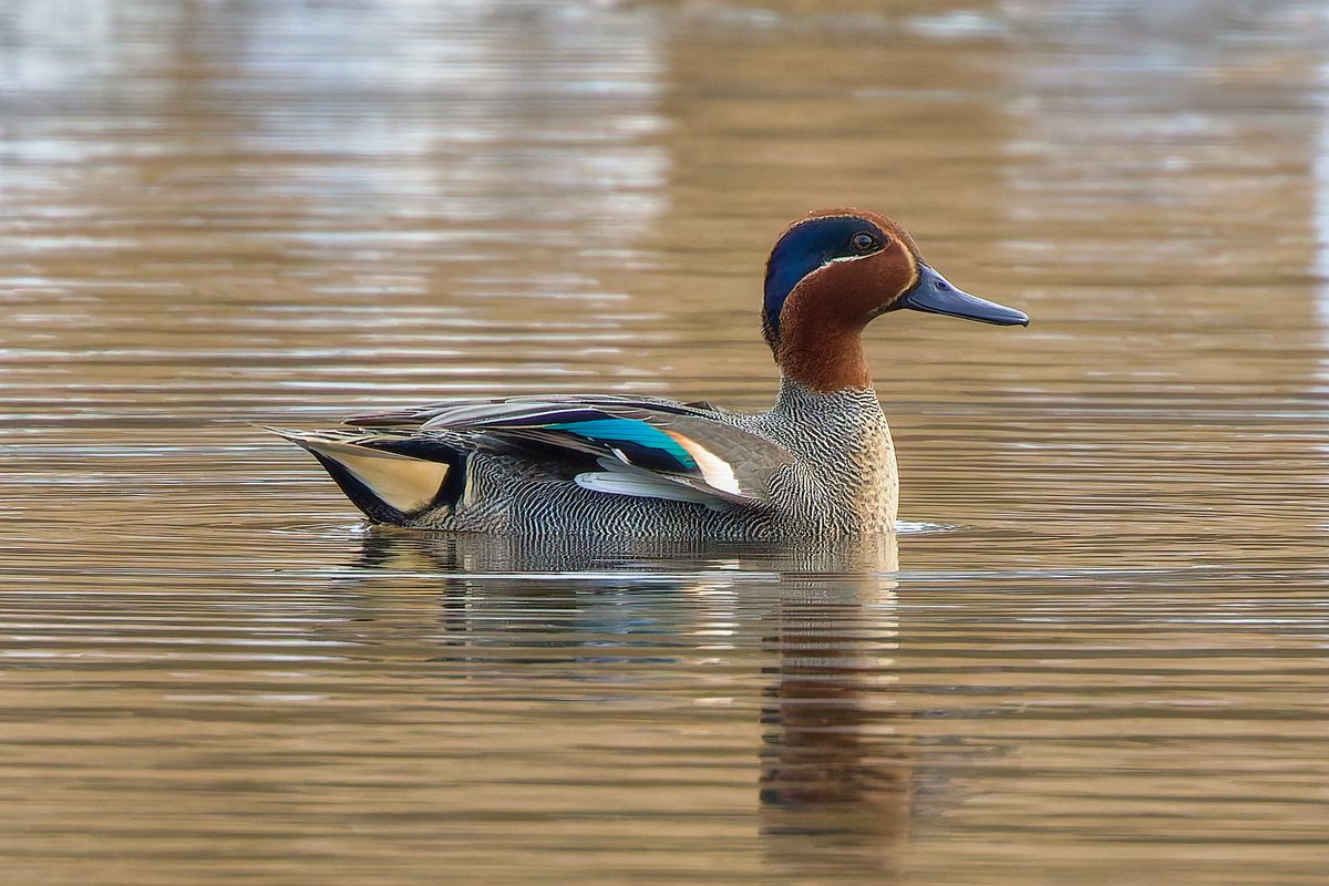 Michael80798575's tweet image. Male Teal seen on forge Mill Lake sandwell Valley from the hide @Natures_Voice @RSPBbirders @RSPBEngland @RSPBSandwell @WestMidBirdClub @BBCSpringwatch #teal