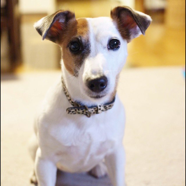 うちのアイドル
可愛いいっぬ