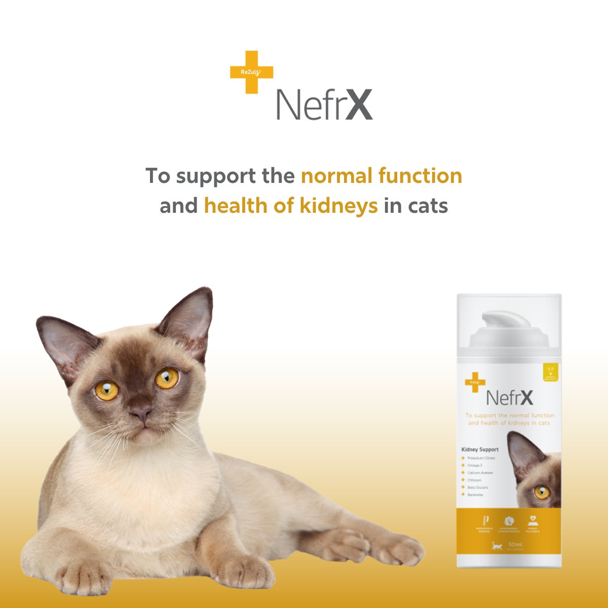 cfpharma_vet's tweet photo. Celebrate #WorldKidneyDay by prioritizing kidney health for cats! 🐾 NefrX helps support normal kidney function with low minerals &amp; phosphorous-binding ingredients. 🐱💙

Learn more: https://t.co/OgV23iLeKw 

#AnimalHealth #Vet #CatHealth #FelineWellness #HealthyCats #PetTips https://t.co/7hPpJQFNjM