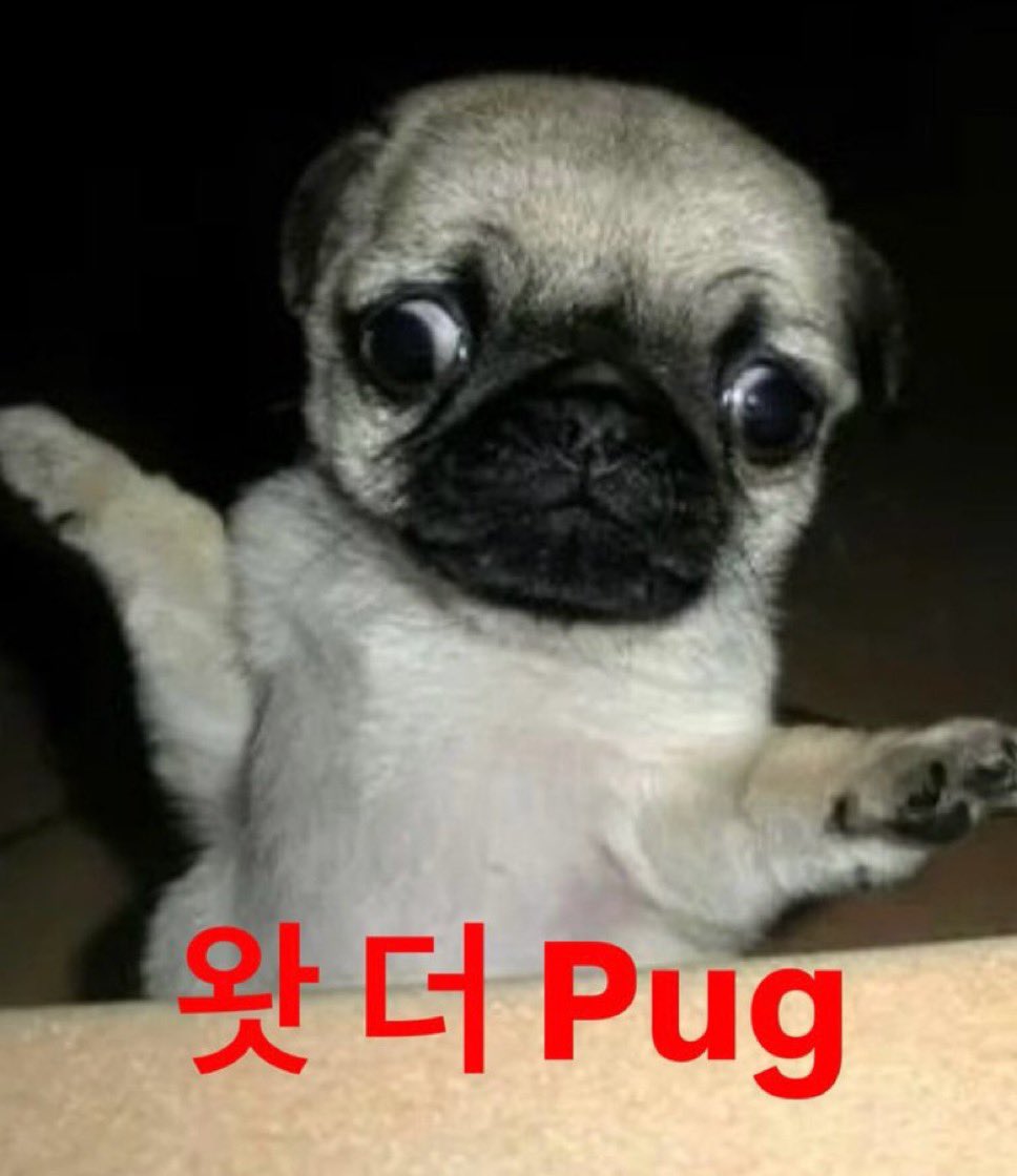 myboyshyboy's tweet photo. 왓 더 Pug

#하루토 #HARUTO #ハルト
#TREASURE #트레저 https://t.co/3xs2urB2iy