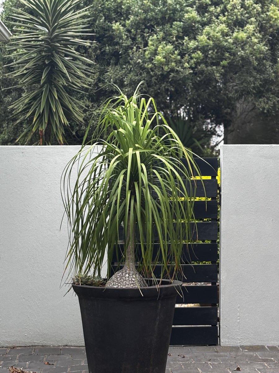gatvolinthecity's tweet image. #gate to the #garden #ponytail plant standing guard.
