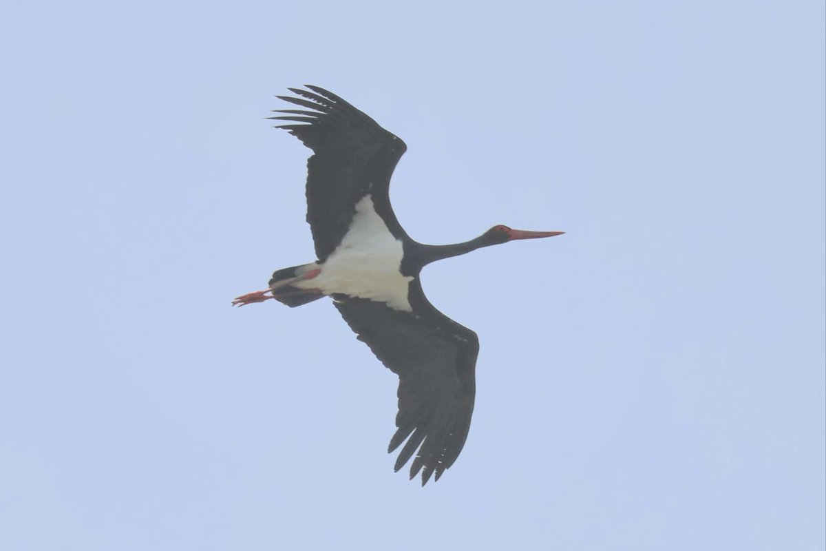 Tommy Finlayson ๐ฌ๐ง๐ฌ๐ฎ (@tommyfinlayson) on Twitter photo White storks and a Black stork ๐ท by <a href="/slashercutts/">Mark Cutts</a>
#BirdsSeenIn2025 #Gibraltar <a href="/gonhsgib/">GONHS Gibraltar</a> <a href="/_BTO/">BTO</a> <a href="/Natures_Voice/">RSPB</a> <a href="/Float_photo/">Float_photographies |Stand Up for Science|</a> <a href="/Britnatureguide/">The British Nature Guide</a> <a href="/BirdGuides/">BirdGuides</a> <a href="/BirdLifeEurope/">BirdLife Europe & Central Asia</a> <a href="/GibraltarBirds/">Gibraltar Birds</a> <a href="/InfoGibraltar/">InfoGibraltar</a> <a href="/BirdingRasta/">Rasta Birding Gibraltar</a> White storks and a Black stork ๐ท by <a href="/slashercutts/">Mark Cutts</a>
#BirdsSeenIn2025 #Gibraltar <a href="/gonhsgib/">GONHS Gibraltar</a> <a href="/_BTO/">BTO</a> <a href="/Natures_Voice/">RSPB</a> <a href="/Float_photo/">Float_photographies |Stand Up for Science|</a> <a href="/Britnatureguide/">The British Nature Guide</a> <a href="/BirdGuides/">BirdGuides</a> <a href="/BirdLifeEurope/">BirdLife Europe & Central Asia</a> <a href="/GibraltarBirds/">Gibraltar Birds</a> <a href="/InfoGibraltar/">InfoGibraltar</a> <a href="/BirdingRasta/">Rasta Birding Gibraltar</a>