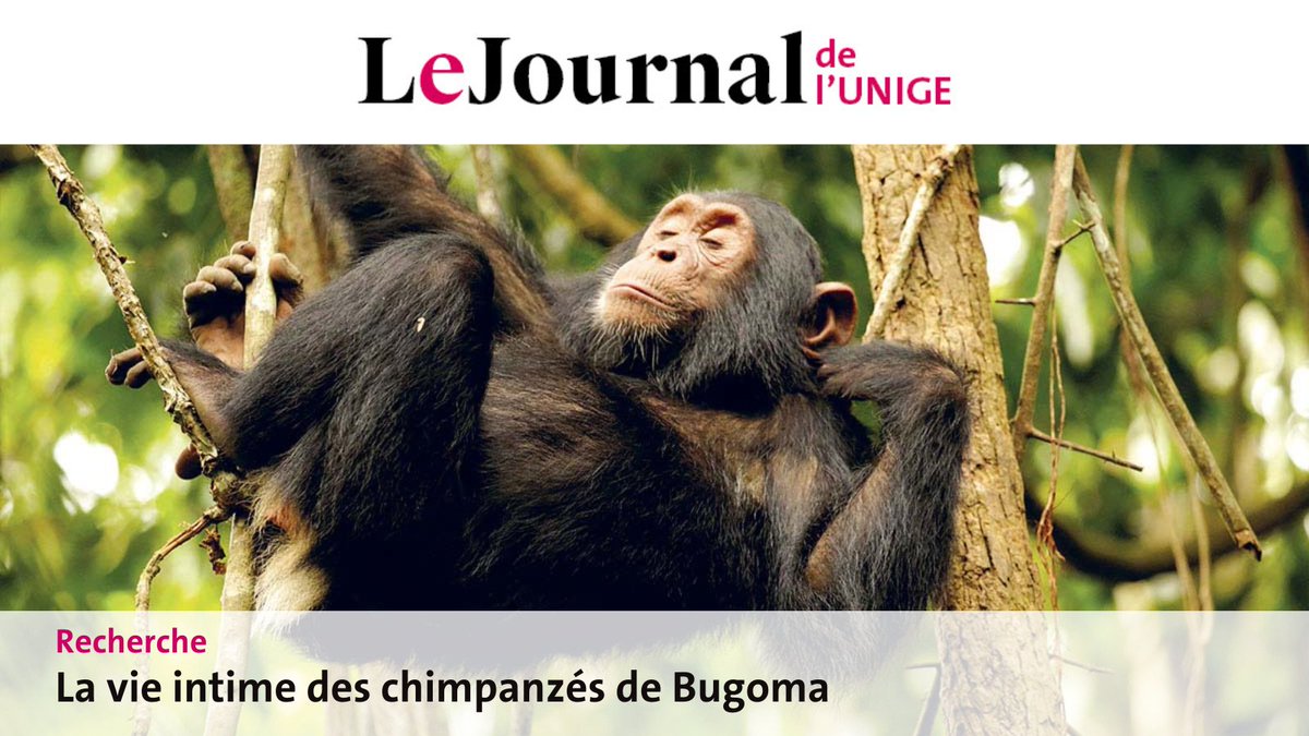 🌍 Thibaud Gruber, professeur assistant à la Faculté de psychologique et des sciences de l’éducation, dirige depuis une dizaine d’année une station de conservation des primates dans la forêt ougandaise. Depuis quelques mois, la région s’est également ouverte à l’écotourisme. 🐒🌿
