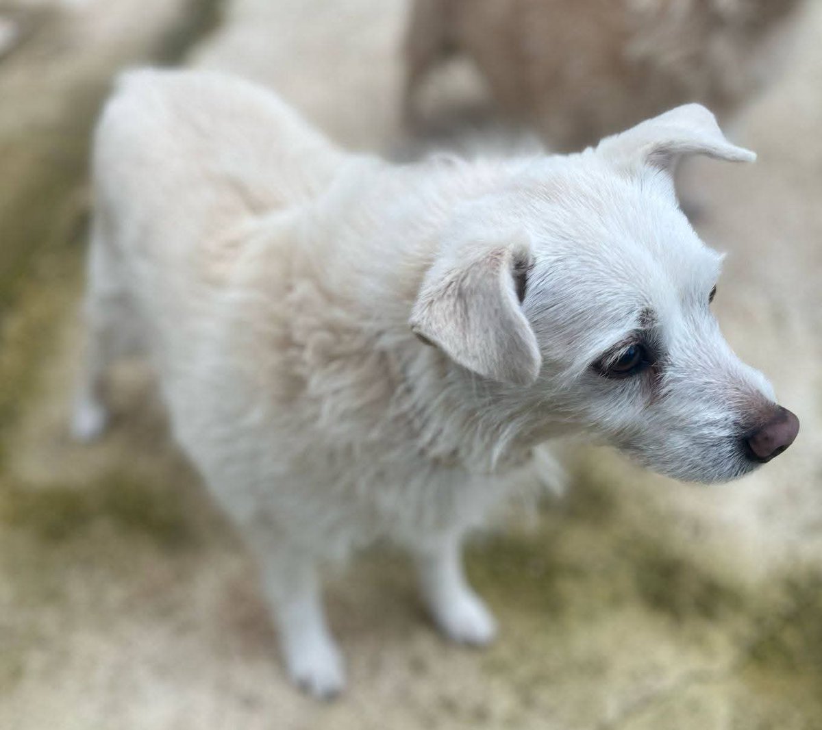 AsociacionADAT's tweet image. A SU COMPAÑERO HUMANO LE QUEDA MUY POCO TIEMPO DE VIDA Y SE QUEDAN SOLITOS.
#VALENCIA.
SE TRATA DE PERRITOS SENIOR.
BUSCAN HOGAR DE #ADOPCIÓN, PREFERENTEMENTE CONJUNTA, AUNQUE SE VALORARÍA POR SEPARADO.
TAMAÑO PEQUEÑO. 
SIEMPRE HAN ESTADO MUY BIEN CUIDADOS.
PARA ELLOS VA A SER...