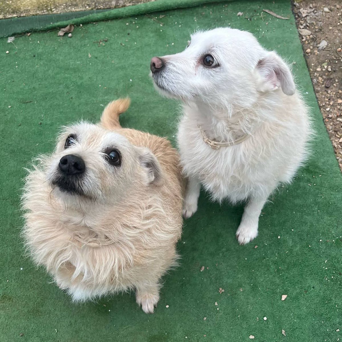 AsociacionADAT's tweet image. A SU COMPAÑERO HUMANO LE QUEDA MUY POCO TIEMPO DE VIDA Y SE QUEDAN SOLITOS.
#VALENCIA.
SE TRATA DE PERRITOS SENIOR.
BUSCAN HOGAR DE #ADOPCIÓN, PREFERENTEMENTE CONJUNTA, AUNQUE SE VALORARÍA POR SEPARADO.
TAMAÑO PEQUEÑO. 
SIEMPRE HAN ESTADO MUY BIEN CUIDADOS.
PARA ELLOS VA A SER...