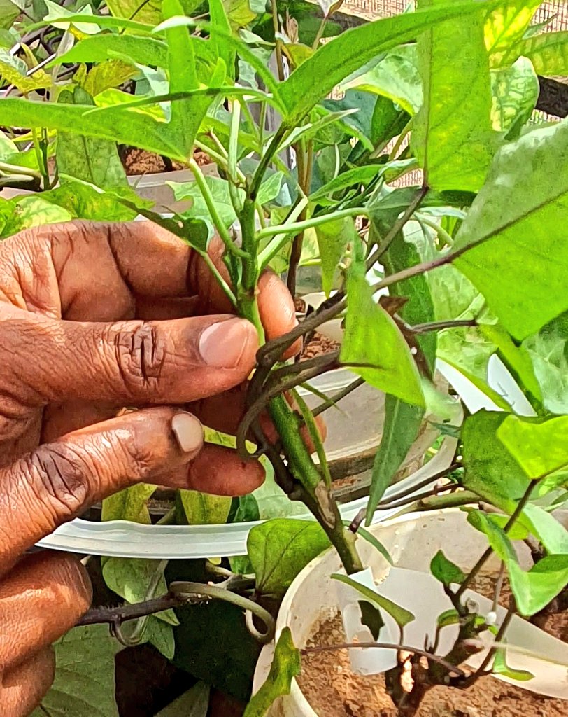 Samar Sheat, Ph.D.🌿 (@samarsheat) on Twitter photo 🌱 Strengthening <a href="/RTB_CGIAR/">RootsTubersBananas Breeding</a> innovation
Our visit to @TARI_Tanzania highlighted progress in developing #virus-#resistant #sweetpotato & #cassava with our partners Together, we’re making it happen, bringing stronger crops from lab to farm for our farmers #PlantHealth #FoodSecurity 🌱 Strengthening <a href="/RTB_CGIAR/">RootsTubersBananas Breeding</a> innovation
Our visit to @TARI_Tanzania highlighted progress in developing #virus-#resistant #sweetpotato & #cassava with our partners Together, we’re making it happen, bringing stronger crops from lab to farm for our farmers #PlantHealth #FoodSecurity