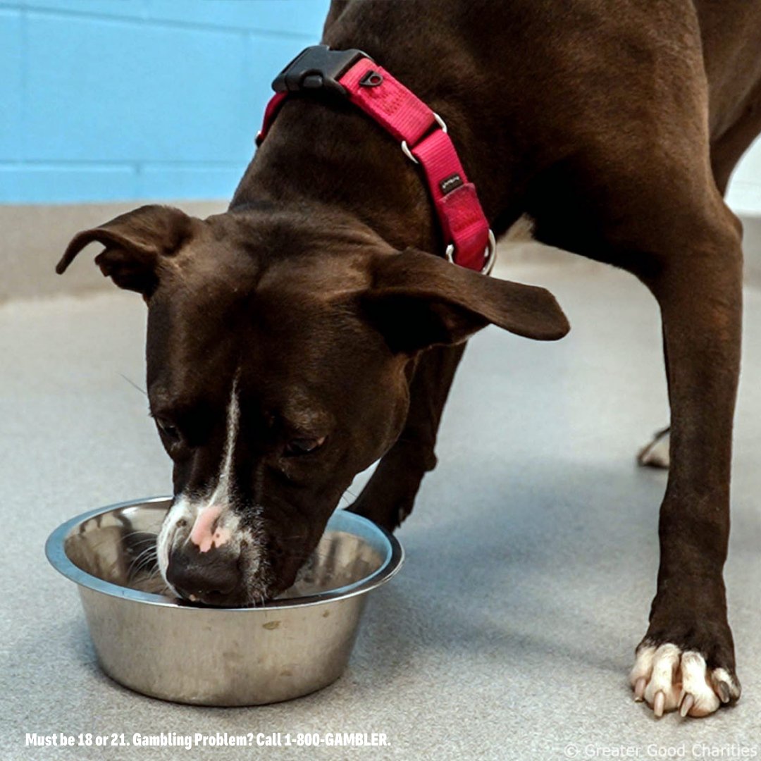 Bally's Corporation (@ballyscorp) on Twitter photo ๐๐พThanks to <a href="/BallyBet/">Bally Bet Sportsbook</a> and Greater Good Charities, weโre receiving food to support pets in need! This collaboration provided 1 MILLION meals to shelters across Ohio, with Bally Bet giving an extra 1,000 meals for every point scored by the Cleveland Browns during the 2024 season. ๐๐พThanks to <a href="/BallyBet/">Bally Bet Sportsbook</a> and Greater Good Charities, weโre receiving food to support pets in need! This collaboration provided 1 MILLION meals to shelters across Ohio, with Bally Bet giving an extra 1,000 meals for every point scored by the Cleveland Browns during the 2024 season.