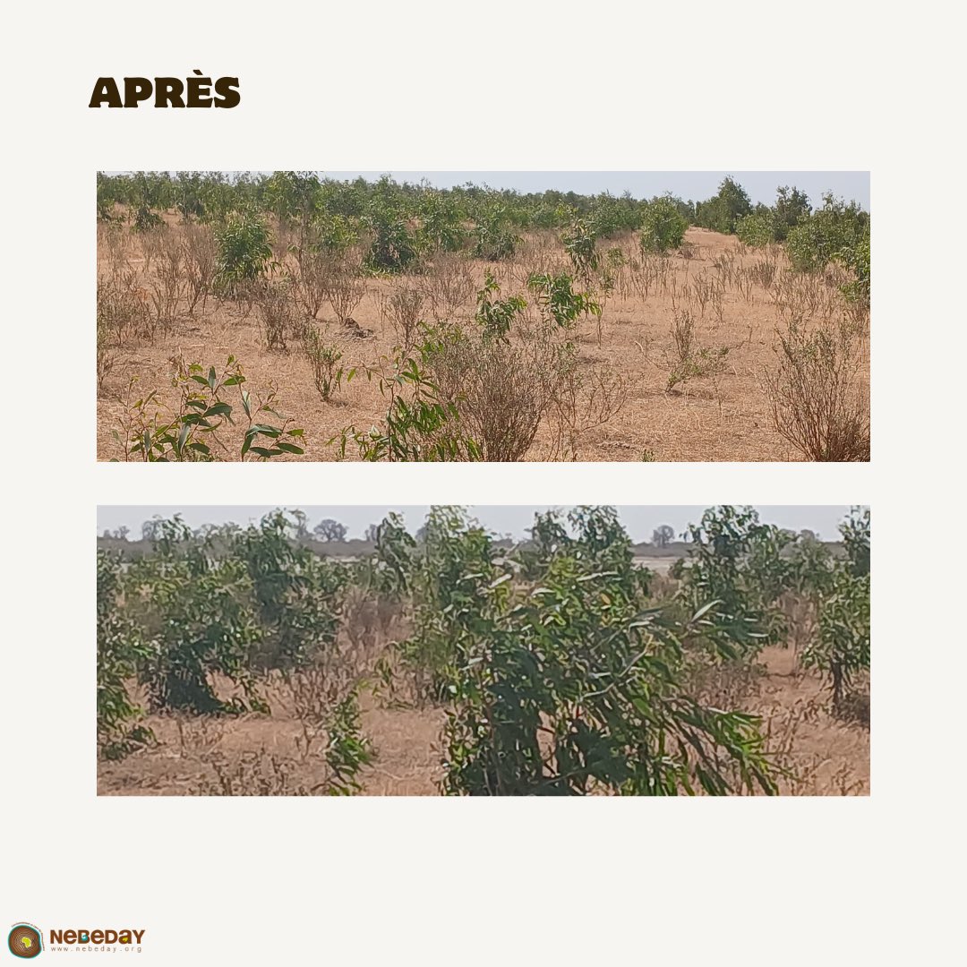 En 2024 une opération de plantation a été menée dans le tanne de Soum. Sur les photos, on voit l’évolution: une zone qui accueille aujourd’hui de jeunes Melaleuca quinquenervia 
Ces arbres redessinent le paysage et participent à la restauration écologique de cet espace.