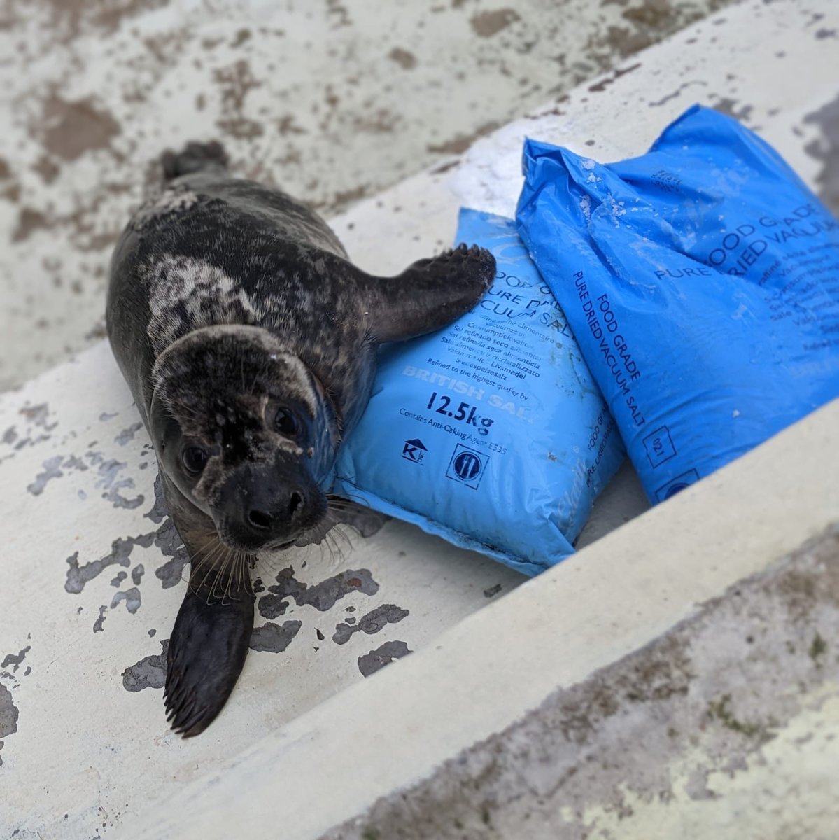 GRAPHIC PICTURE- A big THANK YOU to the team at British Salt (Middlewich) who donated 625kg of salt for our seals and their rehab.  Salt is really useful when it comes to any external injuries caused by fighting, dog attacks and in this case fishing litter <a href="/RSPCA_official/">RSPCA (England & Wales)</a> <a href="/BDMLR/">BDMLR</a>