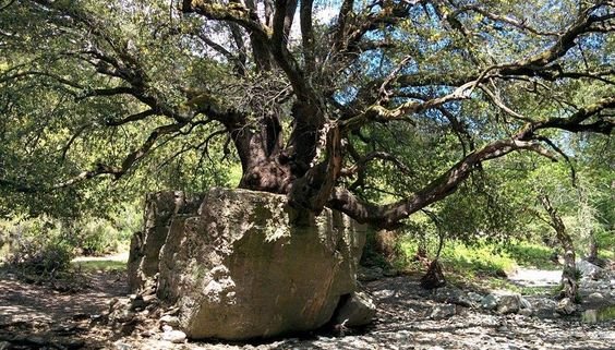 "S'elihe de Tureddu" se encuentra en Orgosolo (Cerdeña) y es una encina centenaria que ha logrado nacer y crecer dentro de una gran piedra.