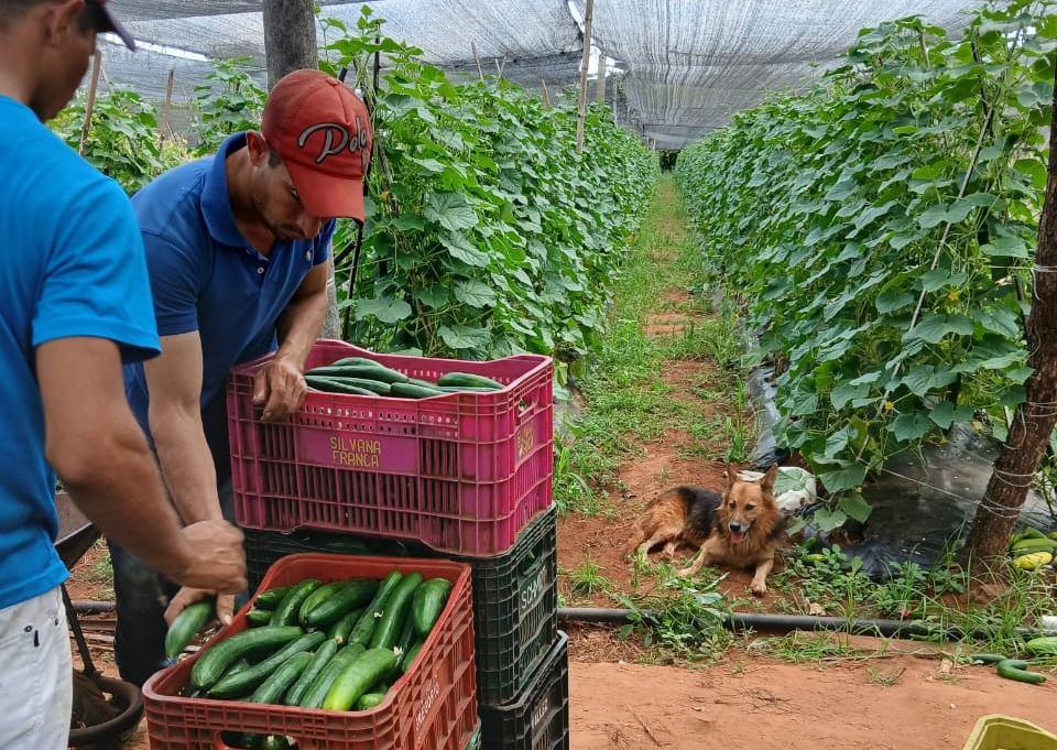 👨🏼‍🌾Visitamos la finca del productor Hugo Pereira, de la Compañía Tacuara de Nueva Italia.

🥒🫑És proveedor de locote y pepino para el programa <a href="/HambreCero_py/">HambreCero</a> 

En el proceso de comercialización, contó con el apoyo y acompañamiento de la ALAT.

#EstamosConElCampo🇵🇾