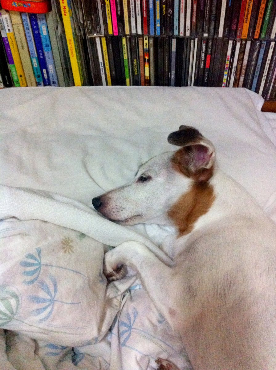 枕をちゃんと使ういっぬ