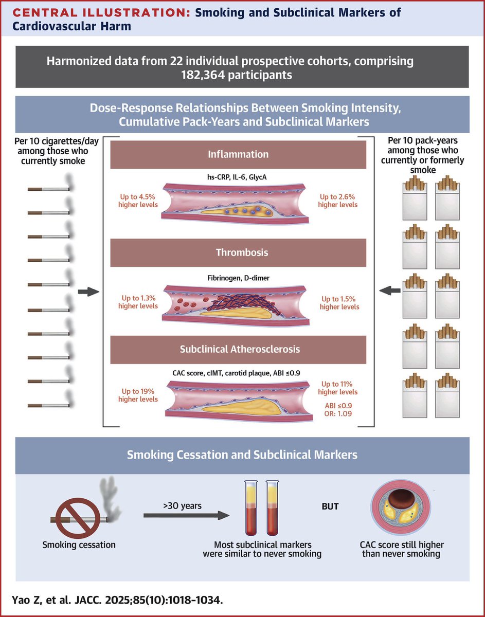 El tabaquismo 🚬 incrementa el riesgo de infartos al corazón ♥️ y al cerebro 🧠 por incremento en la inflamación de los vasos sanguíneos y predisposición a trombosis y es dosis dependiente, mientras más fumen es peor. 

Curioso, los que dejan de fumar y los que nunca han fumado,