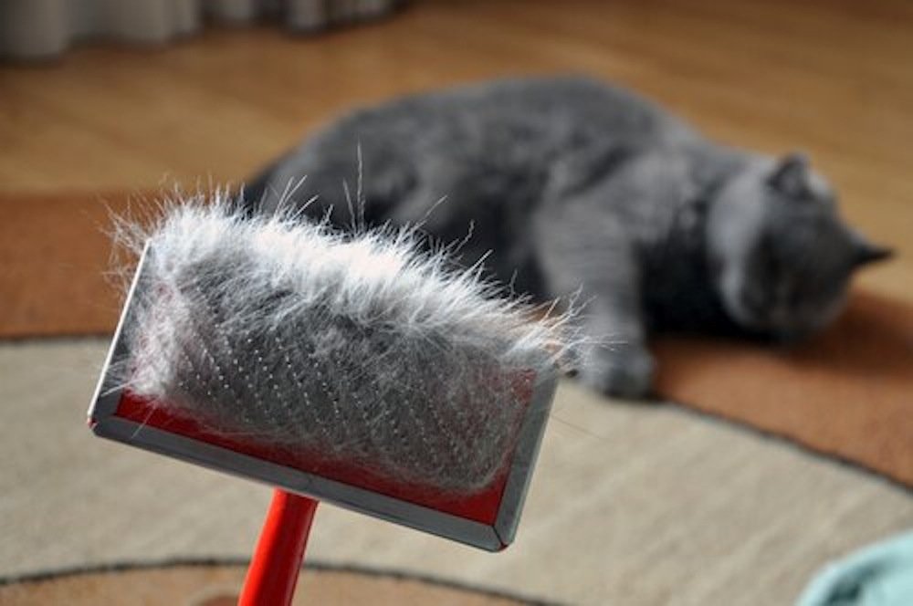 signos997's tweet photo. ¿Por qué está tirando tanto pelo mi gato?, y sobre todo qué hay que hacer 

nos lo explica nuestra especialista #Mascotas la dra. @sussanon https://t.co/p13T0iIa2d
