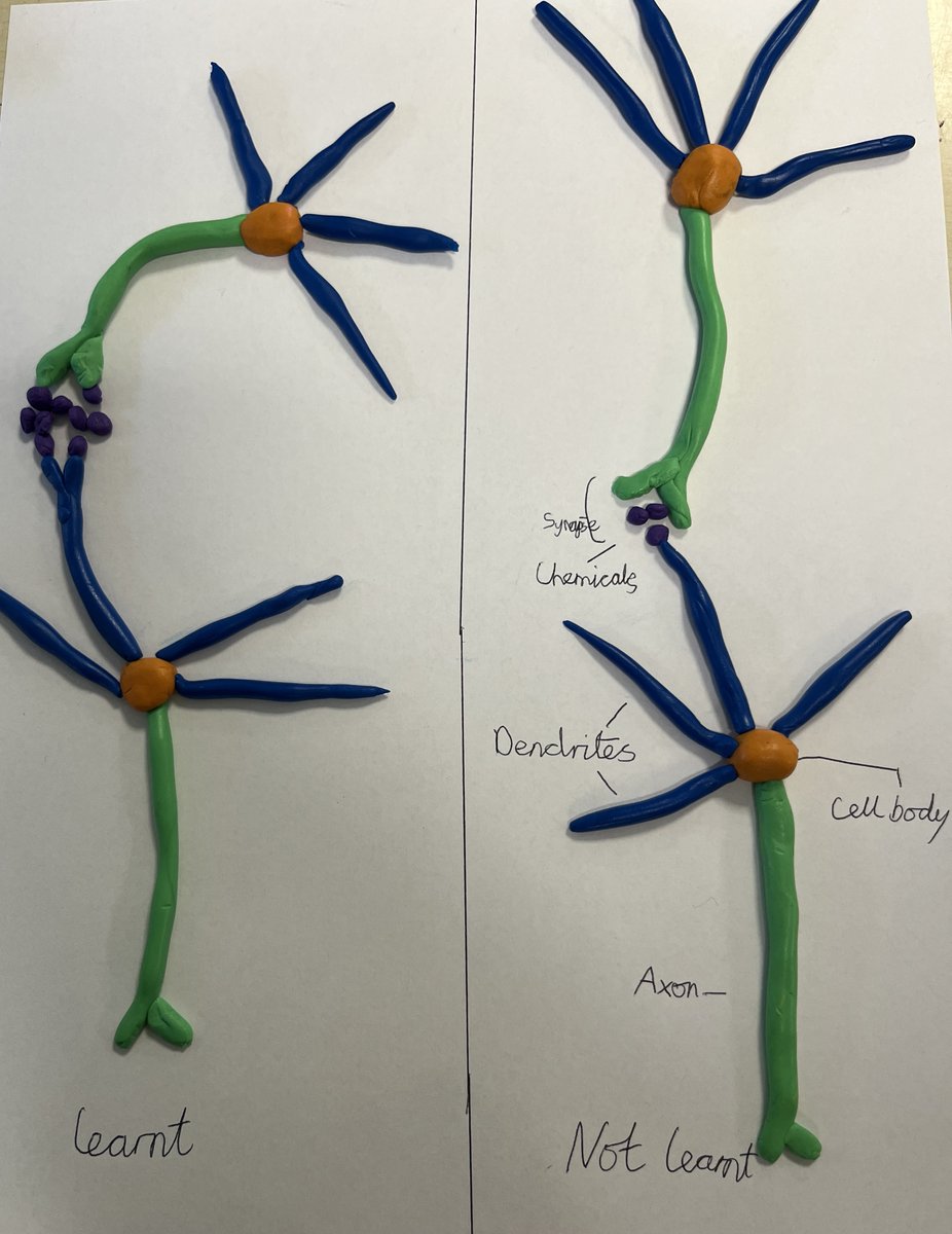 Wellcome Centre for Integrative Neuroimaging (@oxfordwin) on Twitter photo Our researcher <a href="/MKFlugge/">Miriam Klein-Flügge 🧠 @mkflugge.bsky.social</a> had a brilliant time at a local primary school with 9-10 year-olds as part of Brain Awareness Week. We’re so impressed with their models showing how learning strengthens synapses 🥳☺️ Our researcher <a href="/MKFlugge/">Miriam Klein-Flügge 🧠 @mkflugge.bsky.social</a> had a brilliant time at a local primary school with 9-10 year-olds as part of Brain Awareness Week. We’re so impressed with their models showing how learning strengthens synapses 🥳☺️