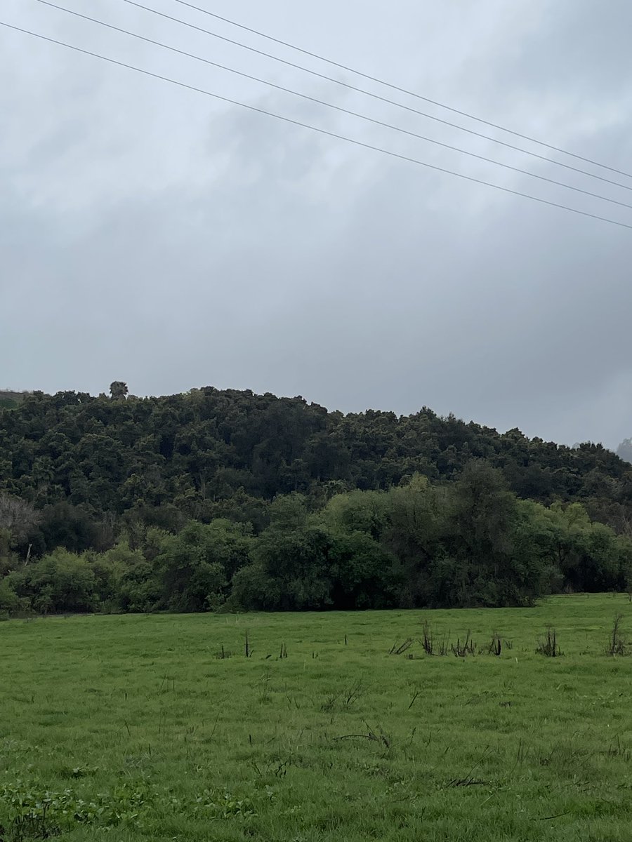 ArayaAlana's tweet photo. It’s so beautiful out today! I love how green everything is. https://t.co/fL9x1ACEmv