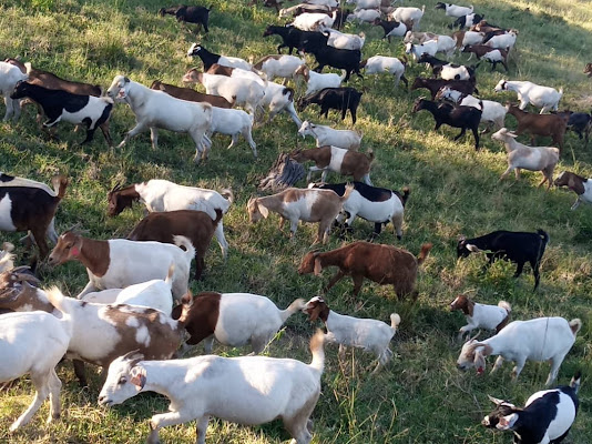 KazunguMireille's tweet photo. Why Goat farming?    
1. Feeding Needs are Less  
2. Minimal Space Is Required  
3. Multipurpose Usage both milk and meat  
4. Low Maintenance  
5. Numerous Breeds Are Available 
6. Market is ready to go  
7. Resilience to Climate Change  
8. Faster Growth  
9. Resistance to diseases 
#GoatFarming