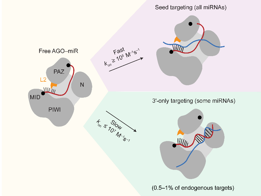 Peter Wang (@wyppeter) on Twitter photo Check out the latest work led by <a href="/MatthewHarryHa1/">Matthew Hall</a> in the Bartel lab! Matt solved a long-standing mystery about miRNA targeting, and drove the story to impressive mechanistic detail (1/2) Check out the latest work led by <a href="/MatthewHarryHa1/">Matthew Hall</a> in the Bartel lab! Matt solved a long-standing mystery about miRNA targeting, and drove the story to impressive mechanistic detail (1/2)