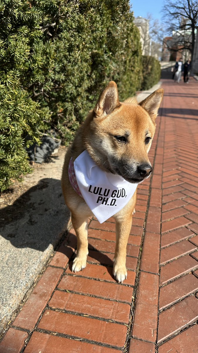X. Edward Guo 郭向东 (@edguo84) on Twitter photo This Doge has a PhD 🥰🥰🥰 #Doge <a href="/Columbia/">Columbia University</a> <a href="/ColumbiaBBL/">Columbia Bone Bioengineering Lab</a> <a href="/ColumbiaBME/">Columbia BME</a> This Doge has a PhD 🥰🥰🥰 #Doge <a href="/Columbia/">Columbia University</a> <a href="/ColumbiaBBL/">Columbia Bone Bioengineering Lab</a> <a href="/ColumbiaBME/">Columbia BME</a>