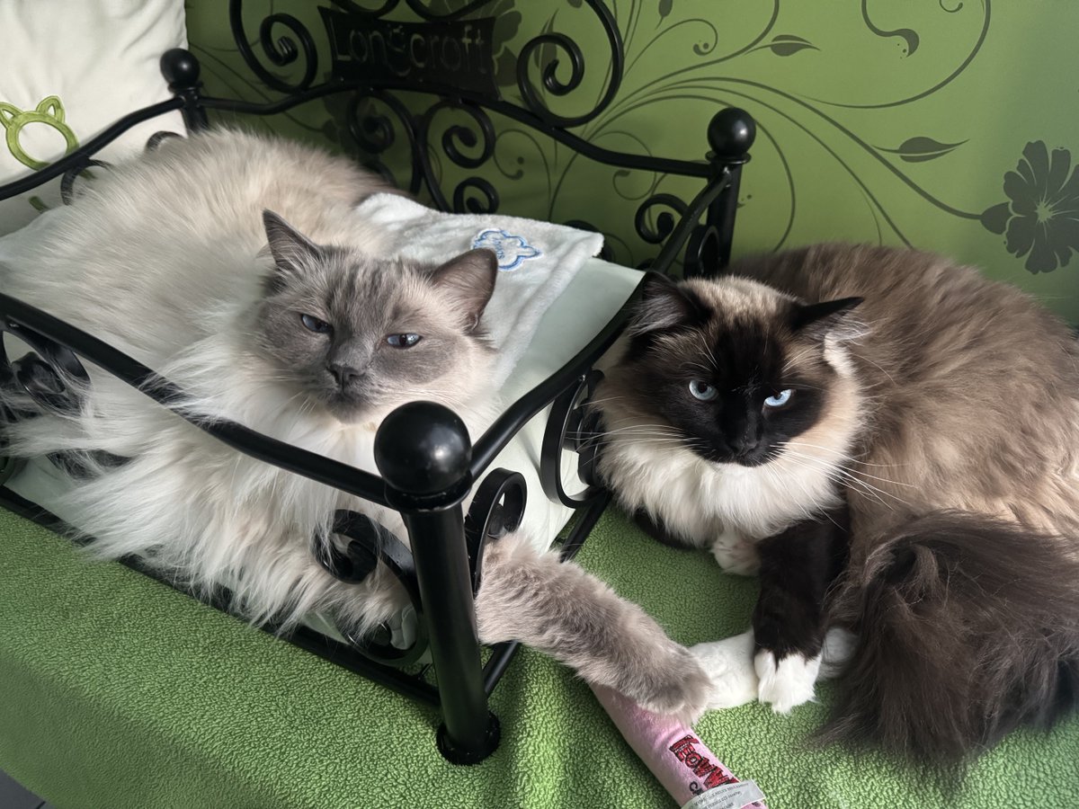 TheCatHotel's tweet image. The ultimate relaxing afternoon =""=