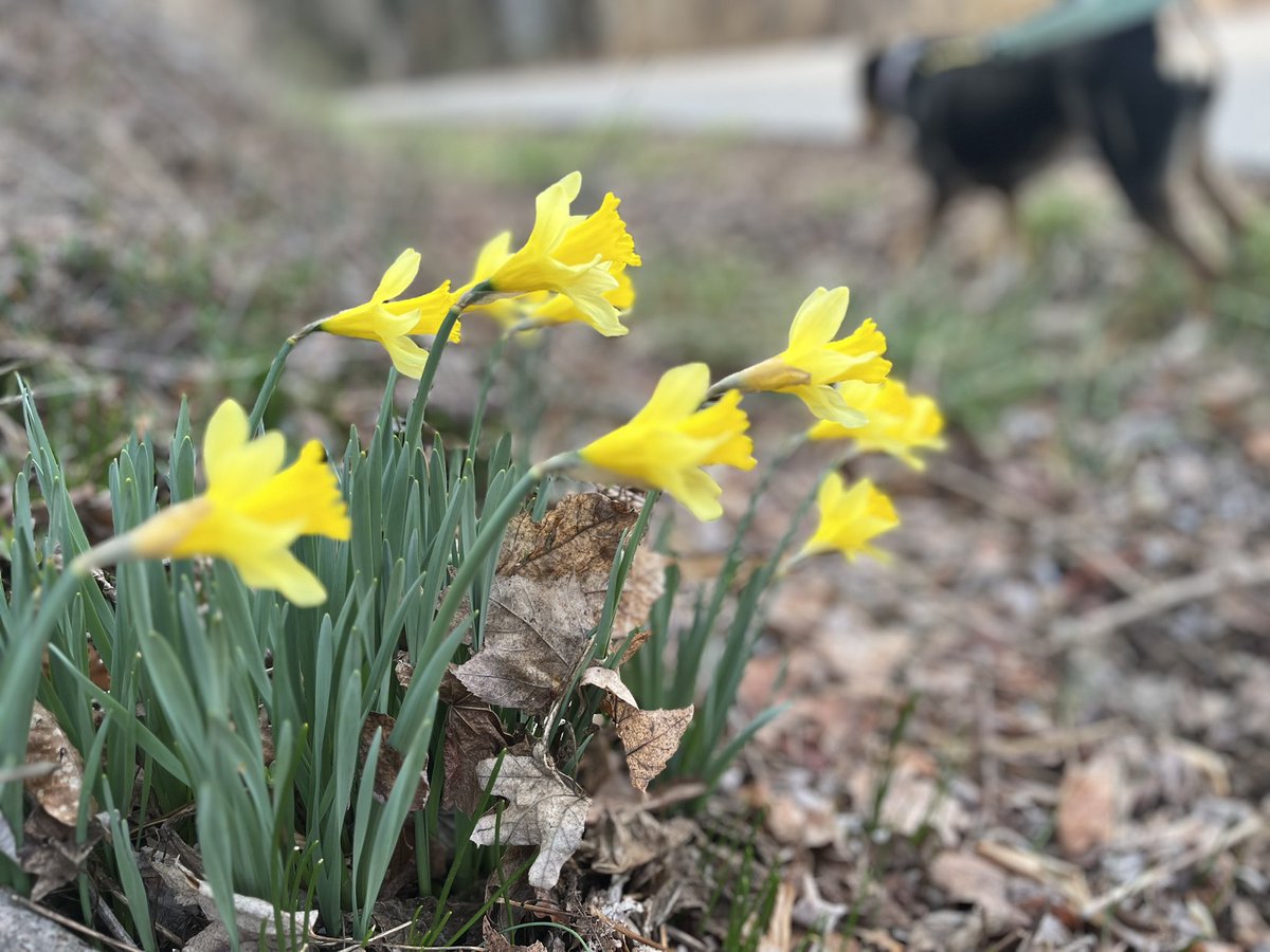 gratefulump's tweet image. 