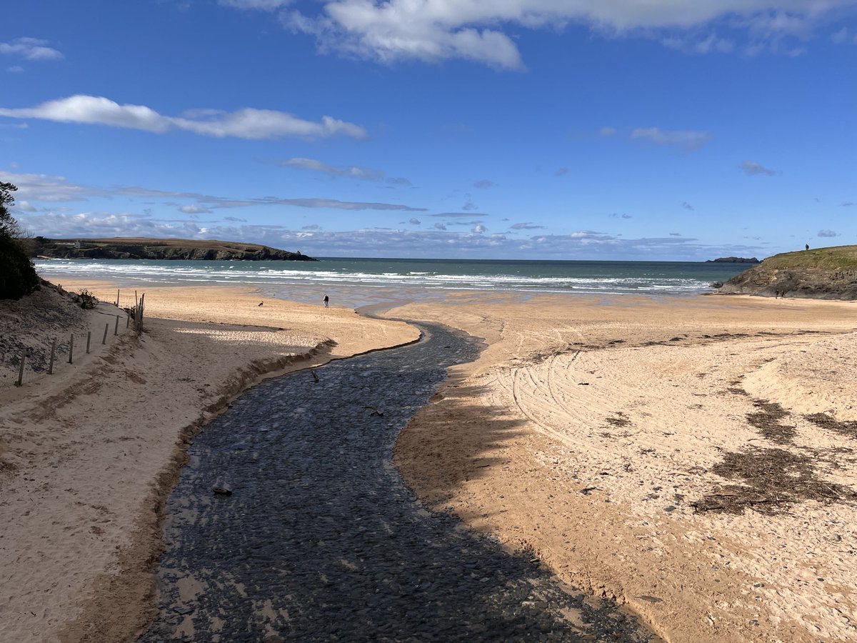 Botany2021's tweet image. Wallflowers and Three cornered Leek, naturalised on sandy road verges at Harlyn Bay today, #Cornwall