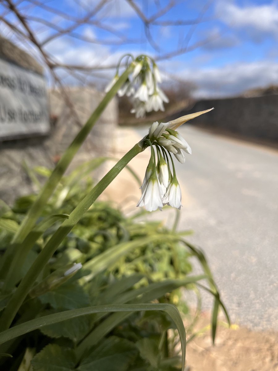 Botany2021's tweet image. Wallflowers and Three cornered Leek, naturalised on sandy road verges at Harlyn Bay today, #Cornwall