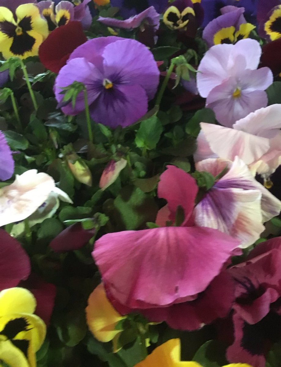 perfumer1208's tweet image. 調香師(パフューマー)

pensée(もの思い)
とは  上手く つけたものだ..と

プレヴェールの パンセの詩
ぼそ ぼそと  呟きながら

追憶の花 とされてきたパンセ
色とりどりに 植えました

#森田洋子 #パンセ #pensée #詩