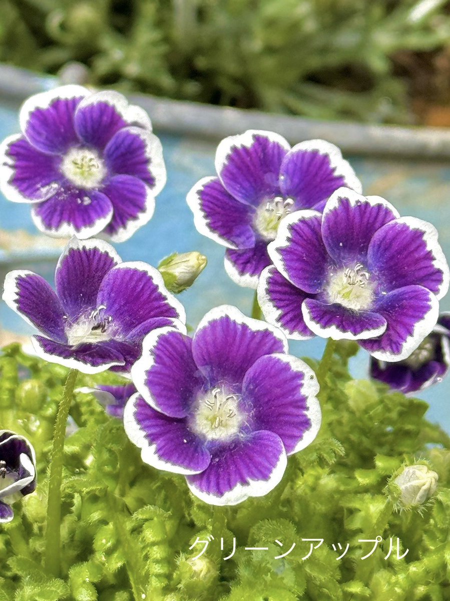 綠意家園 讓每一份愛成為幸福的開始.nex