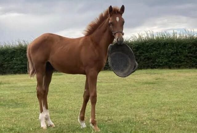 We'll be there tomorrow, cheering Gibbsy on! As primarily flat breeders we are
so chuffed to have a horse we bred, running <a href="/CheltenhamRaces/">CheltenhamRacecourse</a> in The Triumph Hurdle! Come home safe and well, Gibbsy! Raised and Grazed
<a href="/brooksidestud/">Brookside Stud</a>