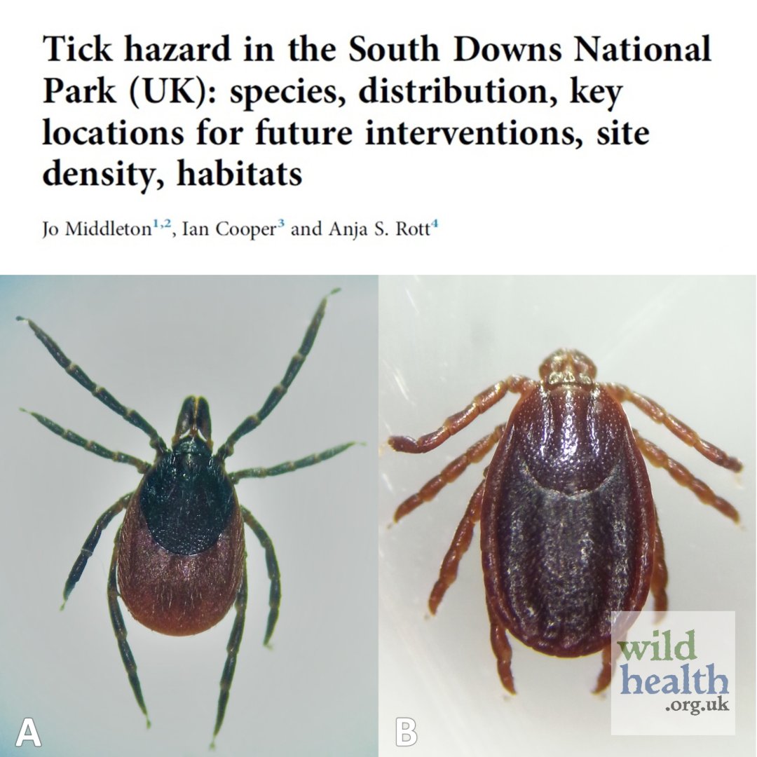 WildHealth CIC (@wildhealthcic) on Twitter photo Article <a href="/thePeerJ/">PeerJ Publishing</a> by our Chair @MedVetAcarology & friends <a href="/uniofbrighton/">University of Brighton</a> evaluating tick hazard across #SouthDownsNationalPark, with action suggestions for land managers: wildhealth.org.uk/britains-natio…
Project funders: <a href="/BritishDeerSoc/">British Deer Society (BDS)</a> <a href="/BritishEcolSoc/">British Ecological Society</a> <a href="/RoyalSocBio/">Royal Society of Biology</a>
#LymeDisease #Ticks Article <a href="/thePeerJ/">PeerJ Publishing</a> by our Chair @MedVetAcarology & friends <a href="/uniofbrighton/">University of Brighton</a> evaluating tick hazard across #SouthDownsNationalPark, with action suggestions for land managers: wildhealth.org.uk/britains-natio…
Project funders: <a href="/BritishDeerSoc/">British Deer Society (BDS)</a> <a href="/BritishEcolSoc/">British Ecological Society</a> <a href="/RoyalSocBio/">Royal Society of Biology</a>
#LymeDisease #Ticks