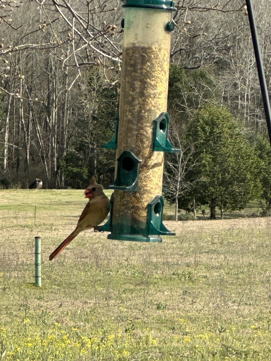 wadestanford's tweet image. A relaxing Spring Break afternoon!
#springbreak #springbreak2025 #springbreakweek #spring #springtime #springflowers #springday