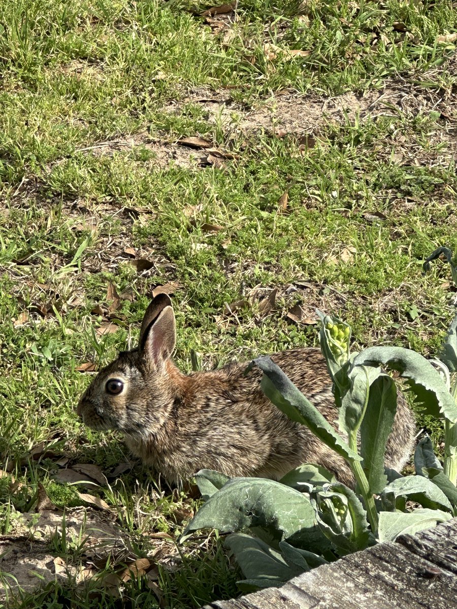 wadestanford's tweet image. A relaxing Spring Break afternoon!
#springbreak #springbreak2025 #springbreakweek #spring #springtime #springflowers #springday