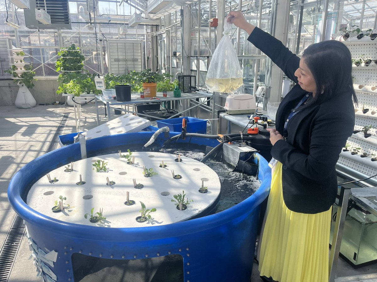 Chappaqua Central School District (@chappaqua_csd) on Twitter photo 🐟 Fin*tastic times at the Sustainability Research Center at Greeley! Our Tilapia are diving into their new home - the aquaponics tank! They’ll be feeding the plants and helping them thrive. Thanks to <a href="/jsullivan165/">Dr. Joseph W. Sullivan</a> for capturing the action! 🌱✨ 🐟 Fin*tastic times at the Sustainability Research Center at Greeley! Our Tilapia are diving into their new home - the aquaponics tank! They’ll be feeding the plants and helping them thrive. Thanks to <a href="/jsullivan165/">Dr. Joseph W. Sullivan</a> for capturing the action! 🌱✨
