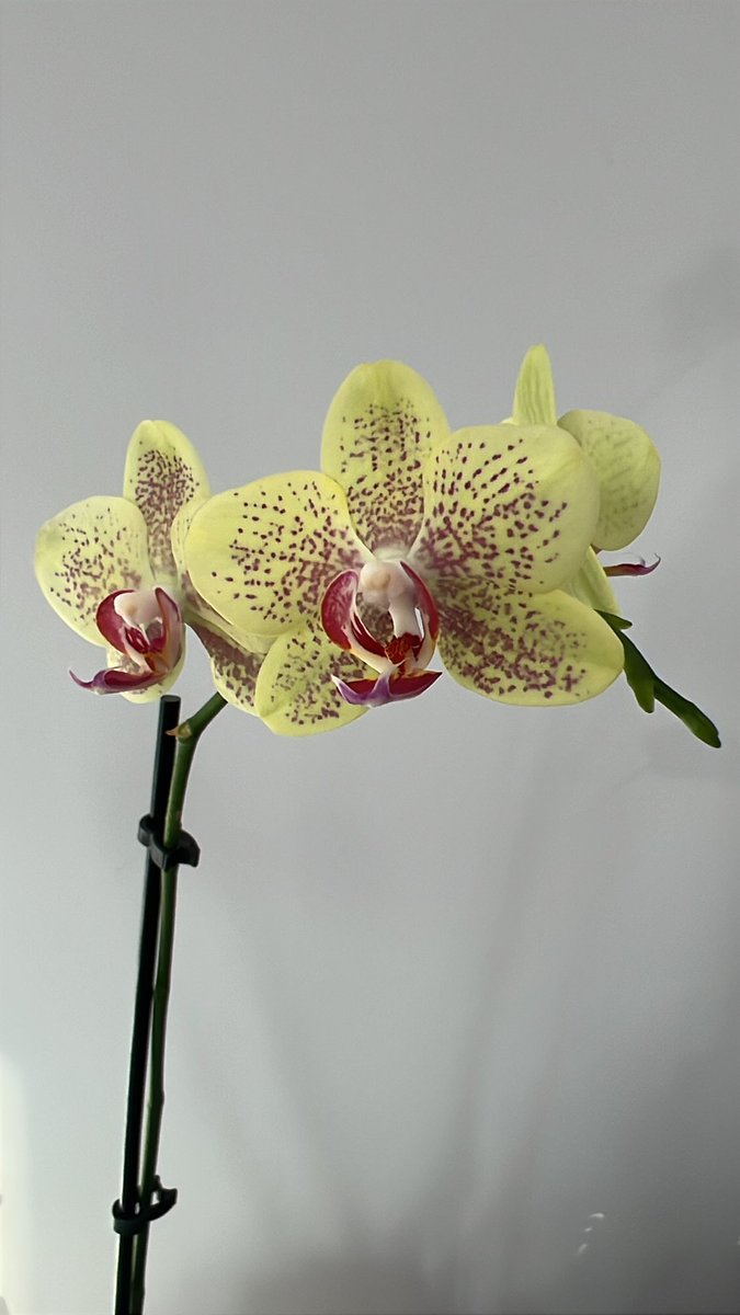 Office flora
