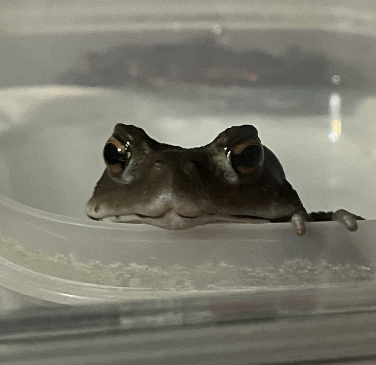 ガマガエル - Search / X