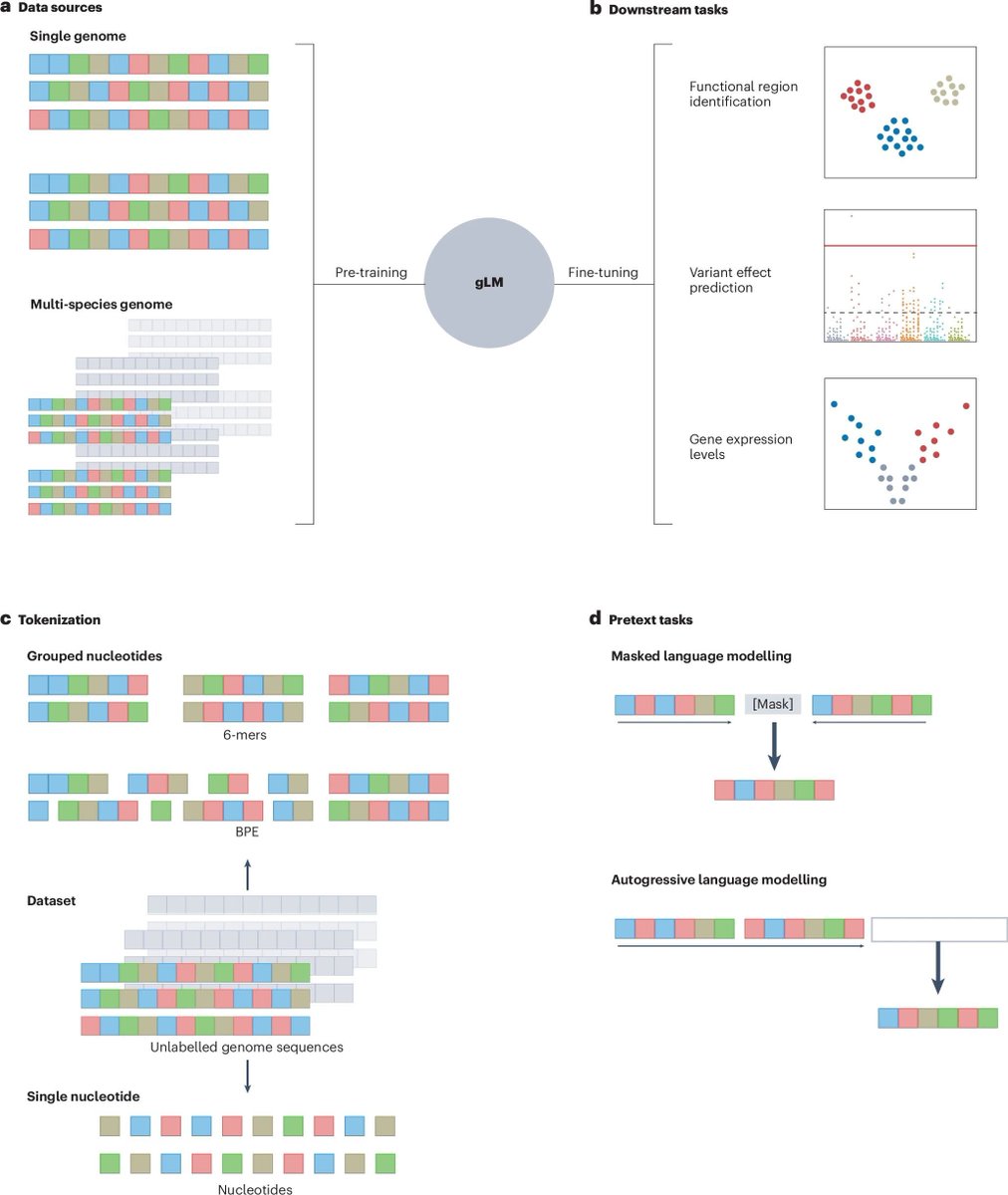 Bo Wang (@bowang87) on Twitter photo 🔥 Unveiling the Future of Genomics with Genome Language Models (gLMs)! 🔥 
 Our comprehensive review, "Transformers and genome language models," is finally published in Nature Machine Intelligence! 
Link: nature.com/articles/s4225…
Key Highlights:
🔬 The Challenges Addressed 🔥 Unveiling the Future of Genomics with Genome Language Models (gLMs)! 🔥 
 Our comprehensive review, "Transformers and genome language models," is finally published in Nature Machine Intelligence! 
Link: nature.com/articles/s4225…
Key Highlights:
🔬 The Challenges Addressed