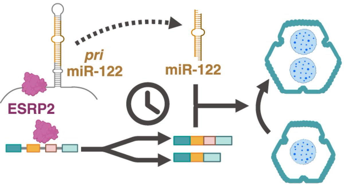 In this study, Bangru et al. describe a regulatory switch that controls hepatocyte polyploidization and maturation through the activation of an RNA alternative splicing program that promotes cytokinesis failure and  binucleation.

Learn more here:
➡️ tinyurl.com/gd352129
