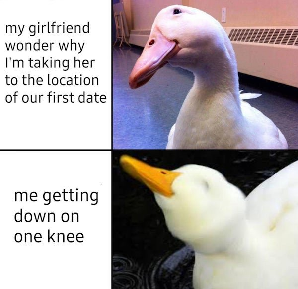 WholesomeMemes (@wholesomememe) on Twitter photo 