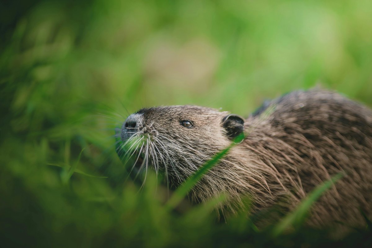 Nature-based solutions are economic powerhouses. 🌊  

New research shows Wildlife Trust flood management projects deliver £10 in benefits for every £1 invested. It’s in our best interest to reconsider our approach to flood management and restore our ecosystems.

#WildlifeTrust