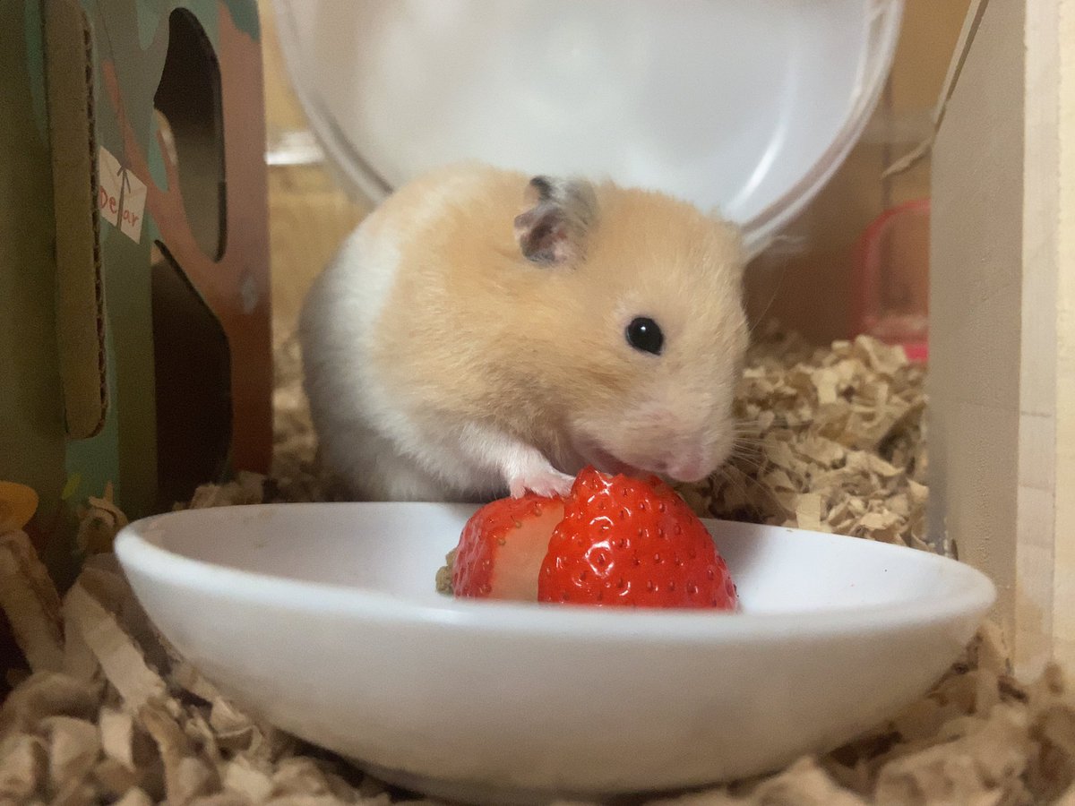 teanesuehanham's tweet photo. いちご🍓もぐもぐ https://t.co/ffQ17zdulP