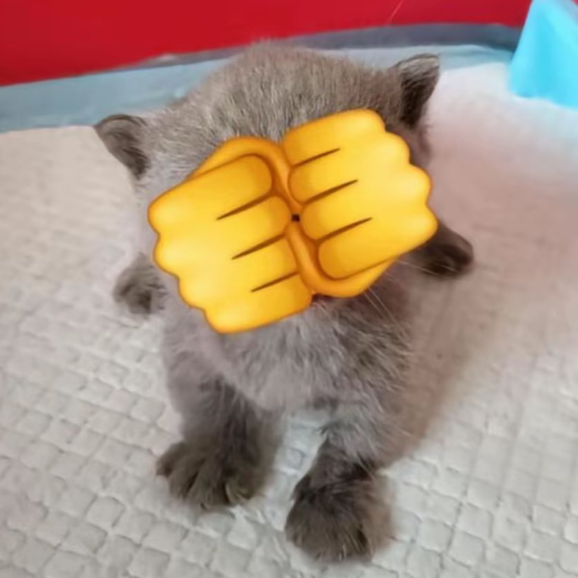 chibidoki's tweet image. BE HONEST DO I LOOK LIKE THIS CAT