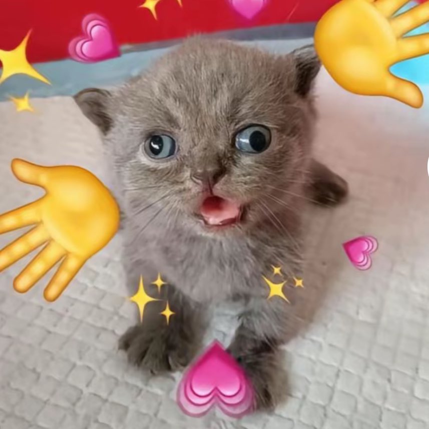 chibidoki's tweet image. BE HONEST DO I LOOK LIKE THIS CAT