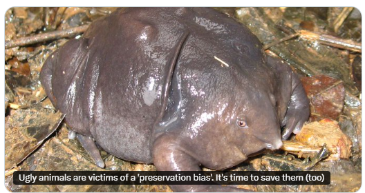 Our bias towards charismatic species leaves 'ugly' animals behind in conservation efforts.

But should looks determine which species we protect?🐡

🎧<a href="/IPBES/">ipbes</a> podcast ep feat. the world's ugliest animal "Mr. Blobby":

podbean.com/media/share/pb…

🗞️ pledgetimes.com/ugly-animals-a…